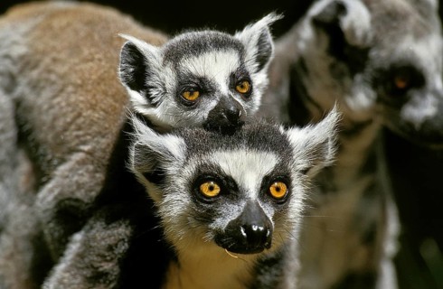 RING TAILED LEMUR (lemur catta), FEMALE CARRYING YOUNG ON ITS BACK, MADAGASCAR