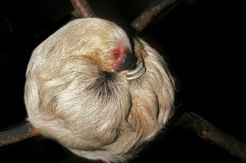 Three Toed Sloth (bradypus tridactylus), Adult sleeping