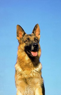 German Shepherd Dog, Portrait of Adult with Tongue out against Blue Sky