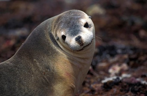 Australian Sea Lion (neophoca cinerea), Portrait of Adult, Australia, Oceania