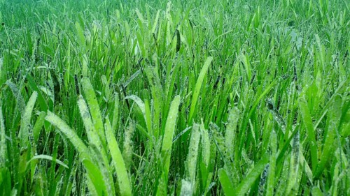 Closeup of seagrass bed covered with Sickle-leaved Cymodocea seagrass (Thalassodendron ciliatum)