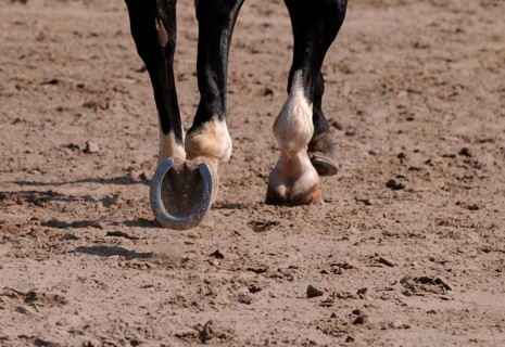 Dressage, dressage riding, hooves, horseshoes, outdoor riding arena