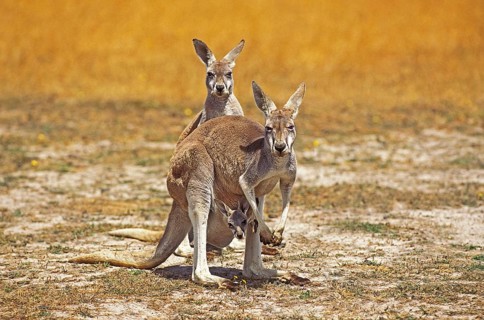 Red Kangaroo (macropus rufus), Female with Joey in Pouch, Australia, Oceania