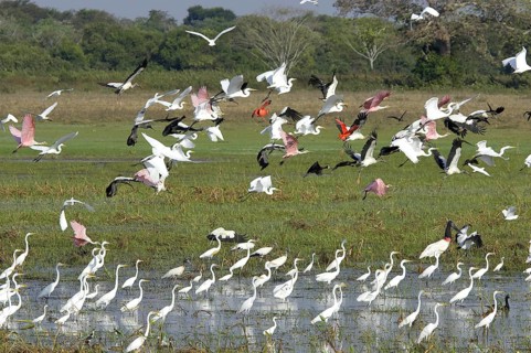 Great egret (casmerodius albus), group in swamp with Scarlet Ibis, Red-billed Whistling Duck,