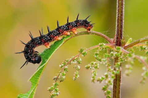 European peacock (Inachis io), caterpillar, Rhineland-Palatinate, Germany, Europe