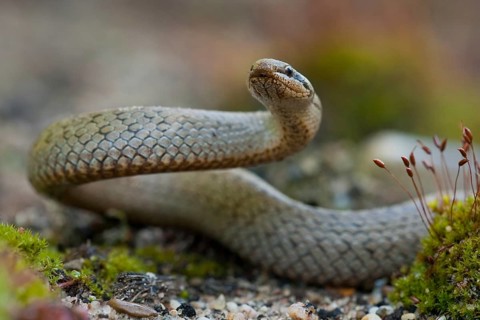 Smooth snake (Coronella austriaca) Rhineland-Palatinate, Germany, Europe