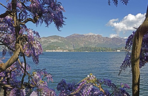 Blooming blue rain, wisteria, Bellagion and Grigne mountain range in the distance, Tremezzo, Lago