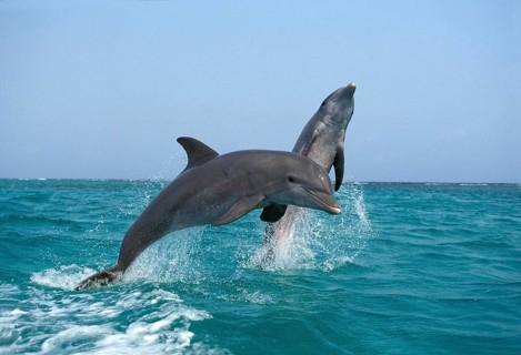 BOTTLENOSE DOLPHIN (tursiops truncatus), ADULTS LEAPING, HONDURAS