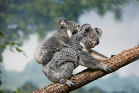Koala (phascolarctos cinereus), Female carrying Young on its Back