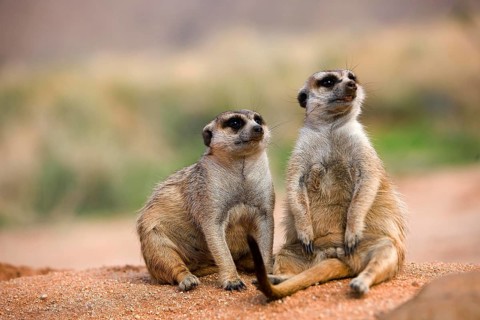 MEERKAT (suricata suricatta), ADULT SITTING ON SAND, NAMIBIA
