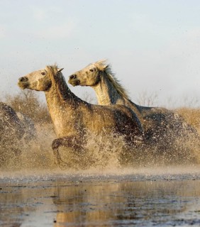 CAMARGUE HORSE, PAIR GALLOPING THROUGH SWAMP, SAINTES MARIE DE LA MER IN THE SOUTH OF FRANCE