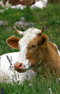 CATTLE, PORTRAIT OF COW RESTING ON GRASS