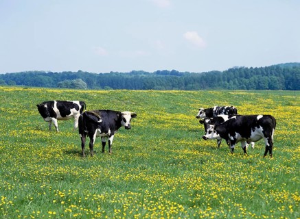 CATTLE HERD STANDING IN MEADOW