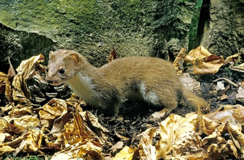 Weasel (mustela nivalis), Adult standing on Fallen Leaves