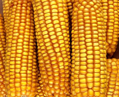 Corn (zea mays) Cob