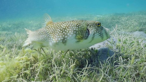 Broadbarred Toadfish or White-spotted puffer (Arothron hispidus) swims over seagrass bed among