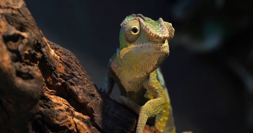 Panther Chameleon (furcifer pardalis), Adult standing on Branch, Madagascar, Africa