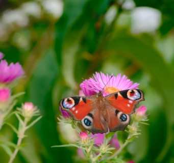 Macro of a pinted lady butterfly on a pink aster flower