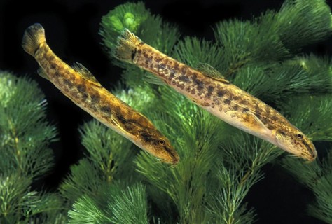 Spined Loach (cobitis taenia)