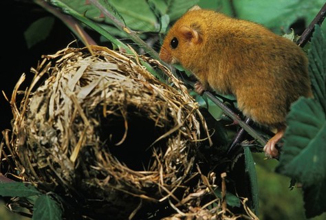 Adult COMMON hazel dormouse (muscardinus avellanarius) NEAR NEST