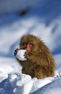 JAPANESE japanese macaque (macaca fuscata), adult PLAYS WITH SNOW BALL, HOKKAIDO ISLAND IN JAPAN