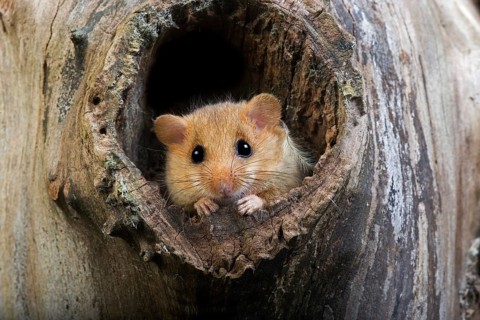 COMMON hazel dormouse (muscardinus avellanarius), adult AT THE NEST ENTRANCE, NORMANDY IN FRANCE