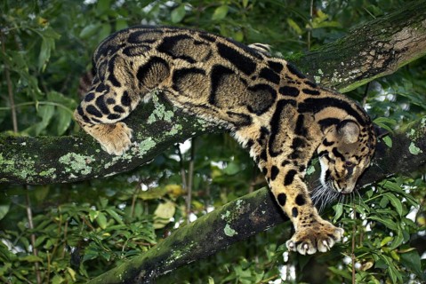 Clouded leopard (neofelis nebulosa), adult IN THE TREE