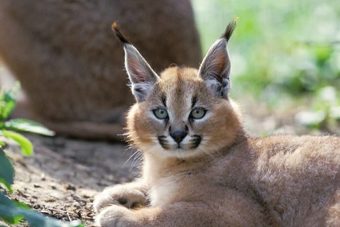 caracal (CARACAL caracal) PORTRAIT OF CUB