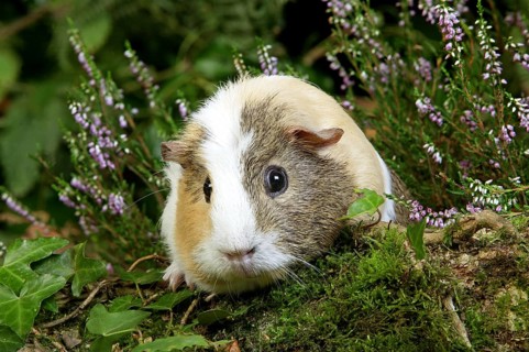 Guinea Pig (cavia porcellus), Adult in Heaters