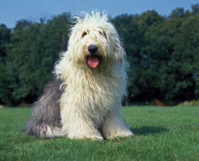 Bobtail dog or Old English Sheepdog on lawn