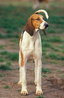 Large ANGLO-FRENCH TRIPLE DOG, ADULT
