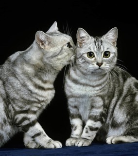 Silver tabby domestic cat against black background