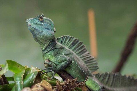 (Agama), america, animal, basiliscus, basiliscus plu, basilisk, beach, black, brown, casque,