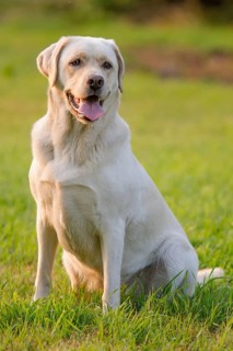 Labrador Retriever