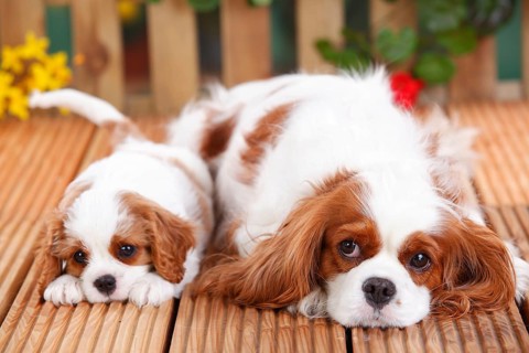 Cavalier King Charles Spaniel, bitch with puppy, blenheim, 8 weeks