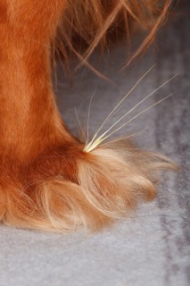 Grass seed between toes, dog paw, cavalier king charles spaniel, ruby, gren, awns, paw