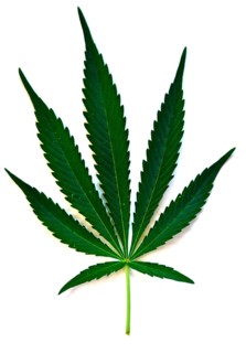 Indian Hemp (Cannabis sativa) (Cannabis indica)