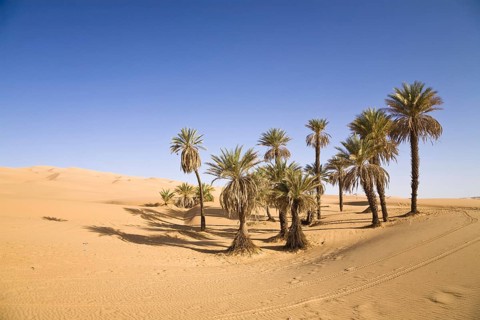 Date palms, Um el Ma oasis, Libyan desert, Sahara, Libya, Africa