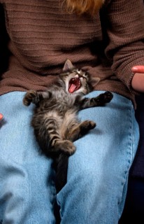 Norwegian Forest Cat, kitten, 6 weeks, on lap, tabby mackerel
