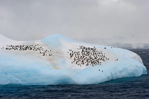 Chinstrap penguins (Pygoscelis antarctica) on Iceberg, South Orkney Islands, Chasing Penguin