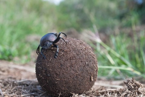 Dung Beetle, rolling ball of dung, Umfolozi-Hluhluwe National Park, South Africa (Scarabaeus)