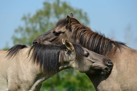 Two Dülmen wild horses nibbling on each other's fur, Dülmen, Münsterland, North Rhine-Westphalia,