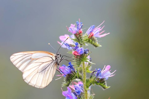Black-veined White Butterfly (Aporia crataegi), Tyrolean Oberland, Tyrol, Austria, Europe