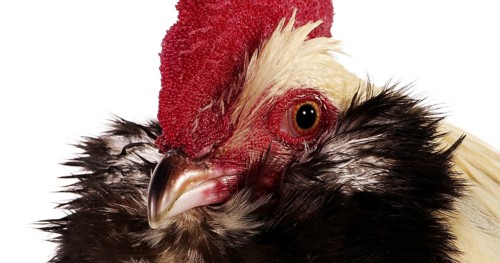 Faverolle Domestic Chicken, a French Breed, Portrait of Cock against White Background