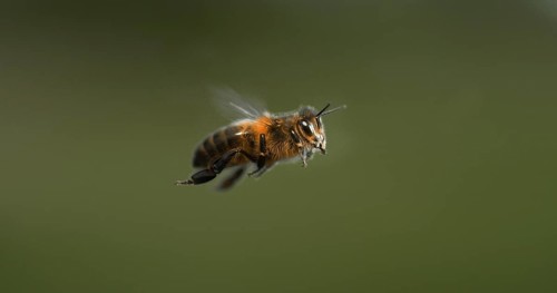|European Honey Bee (apis mellifera), black Bee in Flight, Normandy