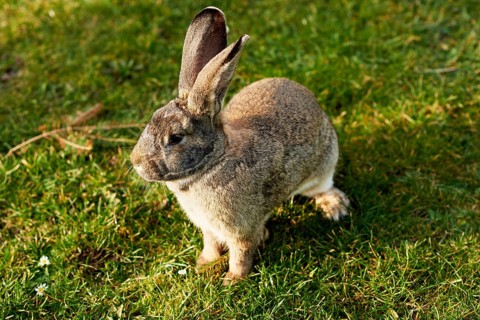 Happy easter bunny