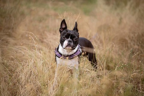 Walking with Boston Terrier in Autumn through brown grass
