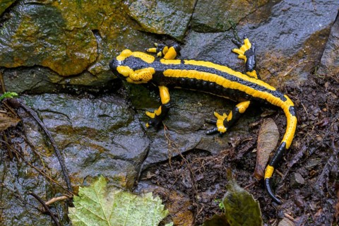 Fire salamander (Salamandra salamandra), Hesse, Germany, Europe