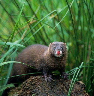 Mink, European mink (Mustela lutreola)