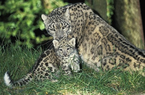 Snow Leopard (uncia uncia) or Ounce, Mother and Cub